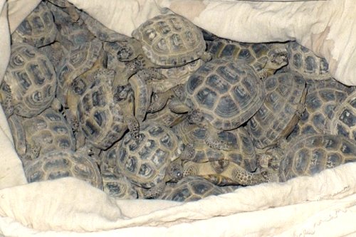  قوستاناي وبلىسىندا 400 تاسباقانى رەسەيگە الىپ كەتپەك بولدى