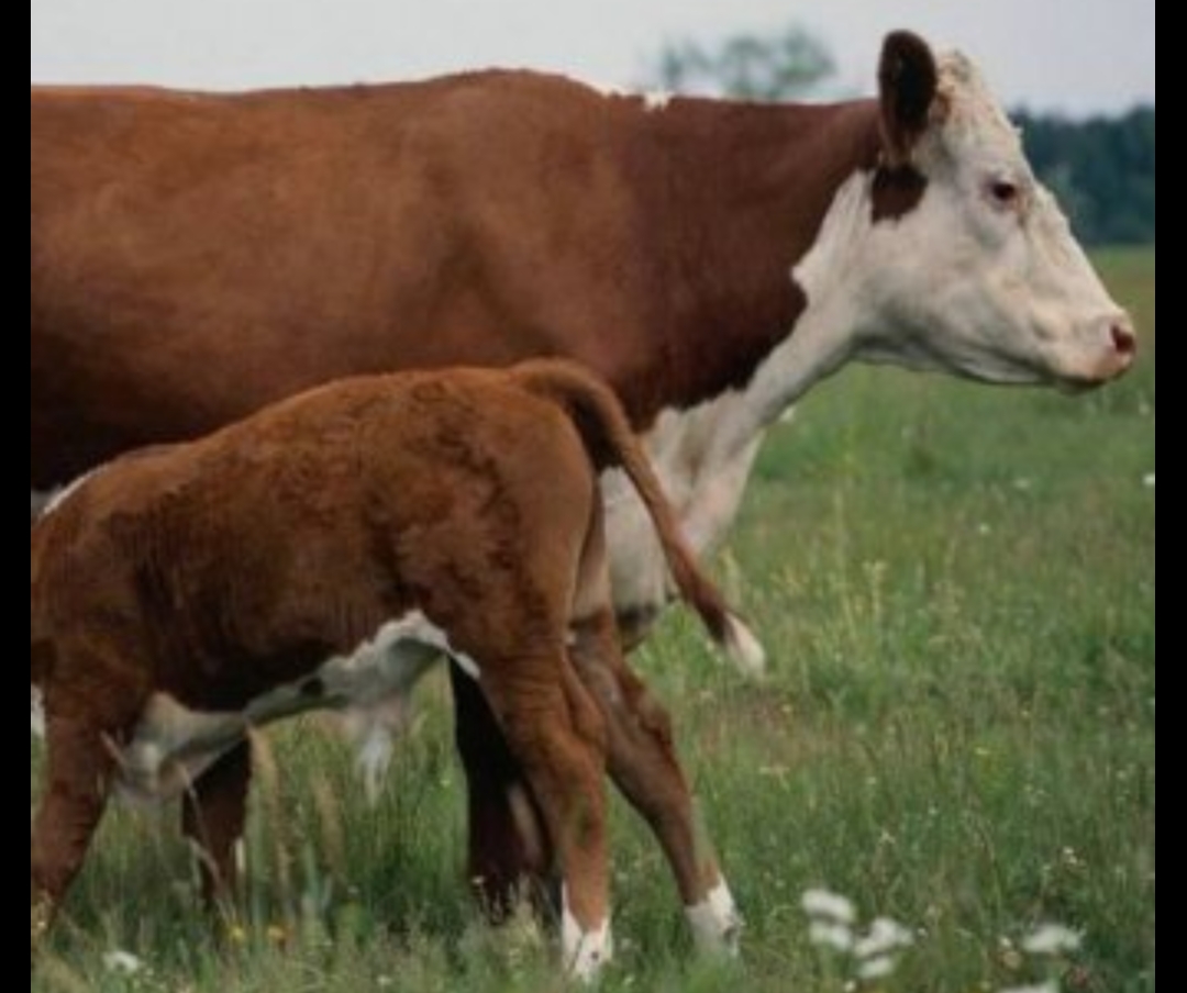 قوستاناي وبلىسىندا 3 كۇننىڭ ىشىندە 30 مال ۇرلىعى اشىلدى