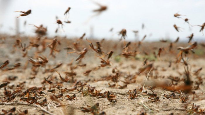 شىعىنعا باتىرعان شەگىرتكە شىرعالاڭى