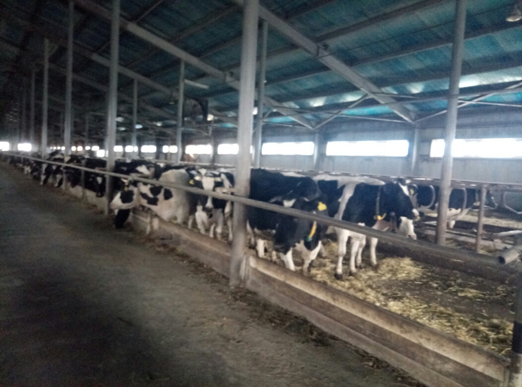 قوستانايدا «اقىلدى ءسۇت فەرماسى» اپتالىعى ءوتىپ جاتىر