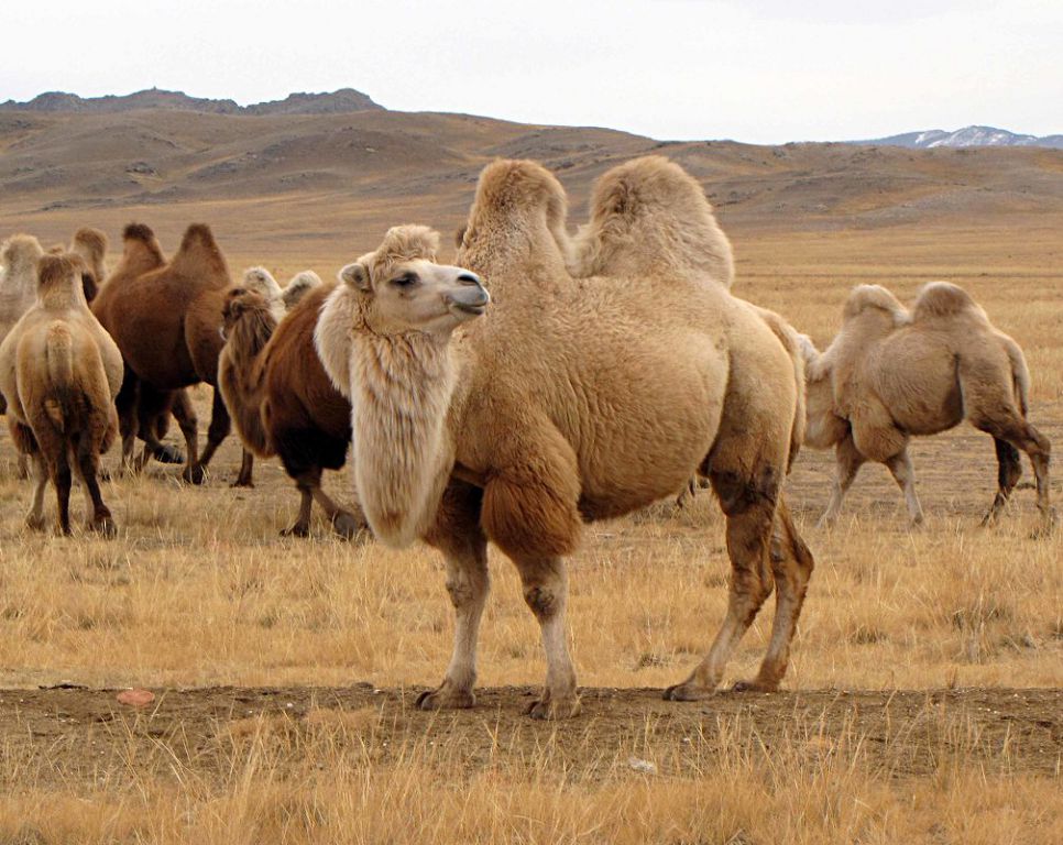 كورشى ەلدىڭ ويسىلقارا تۇقىمىنا قىزىعۋىنىڭ سىرى نەدە؟