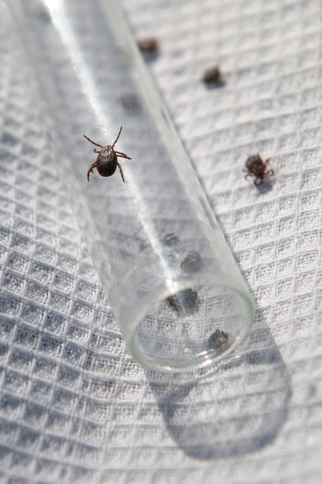 قوستاناي وبلىسىنىڭ  ءتورت اۋدانىنان ۋلى كەنەلەر تابىلدى