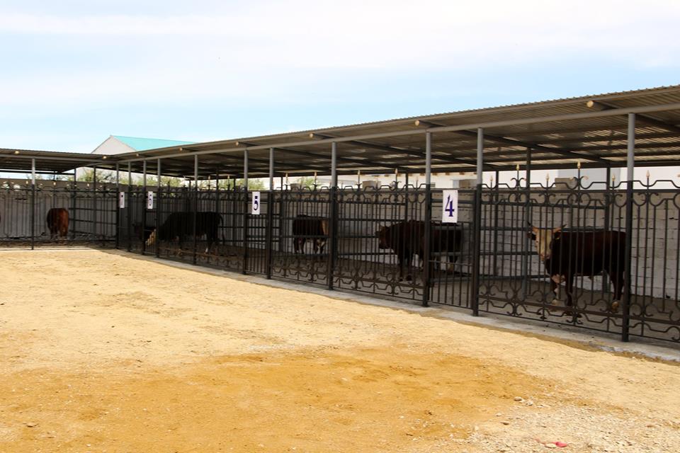 سىر وڭىرىندە جاڭا تسەح اشىلدى