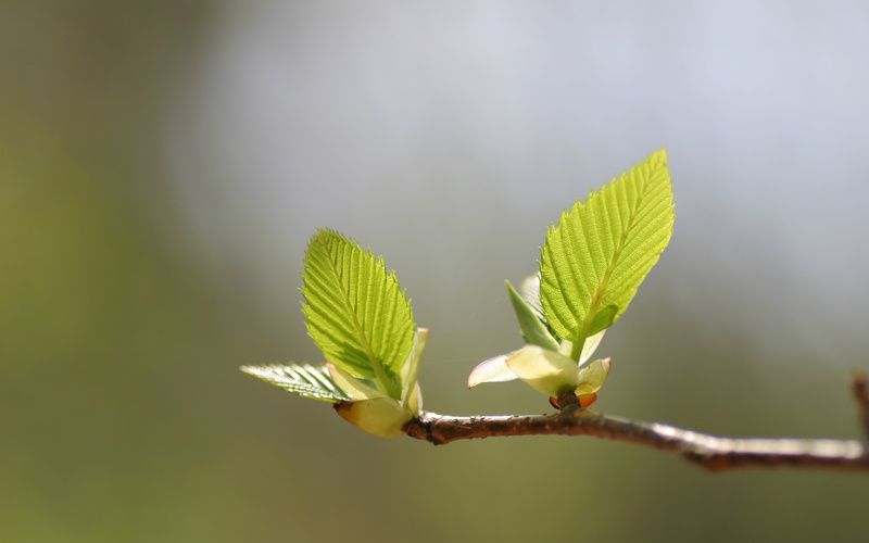 وسىمدىك قورعاۋدىڭ وزەكتىلىگى نەدە؟ 

