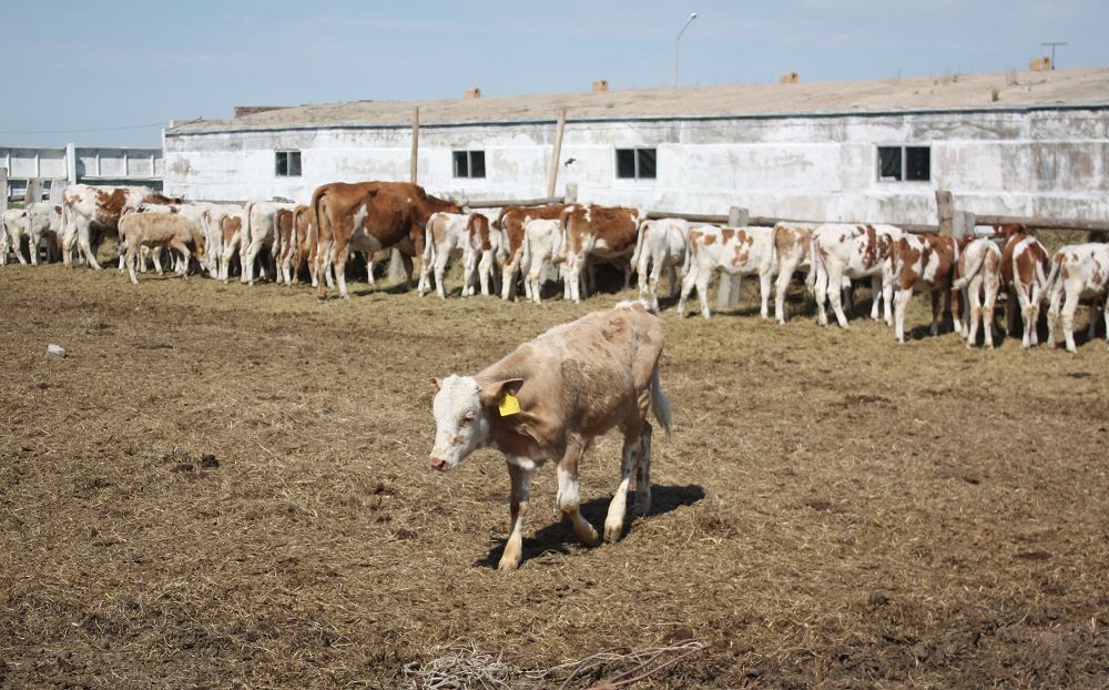 بيىل شاعىن نەسيەلەۋدىڭ كولەمى 20 ملرد تەڭگەگە ۇلعايدى