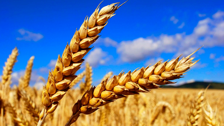 بەلدەن باسىلعان جارعى