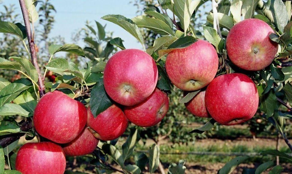 قىزدار ۋنيۆەرسيتەتىنىڭ عالىمدارى اپورتتىڭ جاڭا سورتىن وسىرۋدە