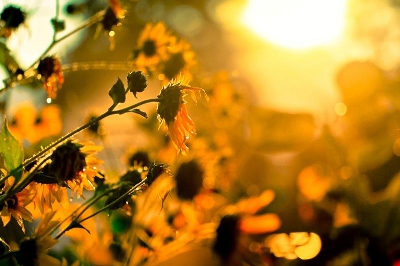 ەلىمىزدىڭ باتىسىندا 43 گرادۋسقا دەيىن ىستىق بولادى