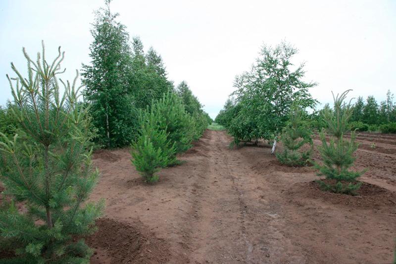 استانا قالاسى ماڭىنداعى ورمان كولەمى 100 مىڭ گا دەيىن كەڭەيتىلەدى