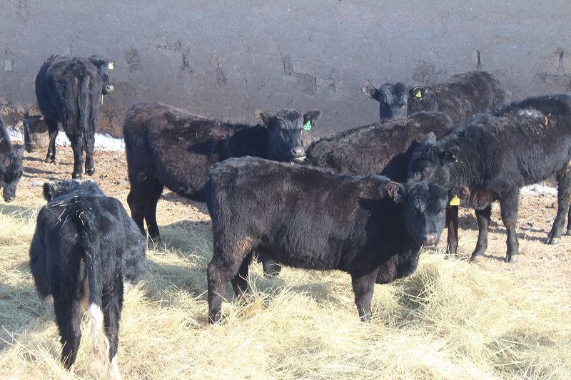 «رايىنبەك» شارۋا قوجا­لى­عى اسىل تۇقىمدى مال وسىرەدى 