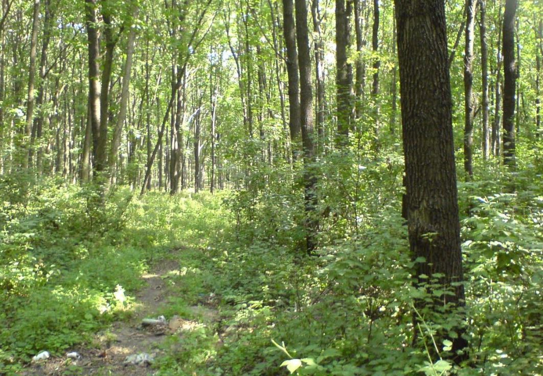 قوستاناي وبلىسىندا ورمان القابى 16 مىڭ گەكتارعا كوبەيگەن