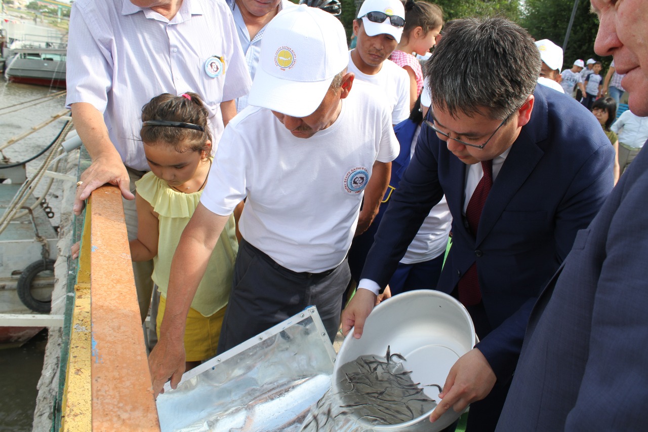 اتىراۋدا بالىقشىلار كۇنىنە وراي 20 مىڭ بەكىرە شاباعى وزەنگە جىبەرىلدى