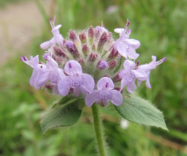 كيىكوتىنىڭ گ ۇلى (اڭگىمە)