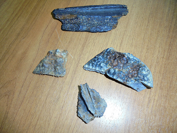 قوستانايدا وبلىستىق تاريحي-ولكەتانۋ مۋزەيىنىڭ بيولوگتارى ەجەلگى قولتىراۋىننىڭ قاڭقاسىن تاپتى