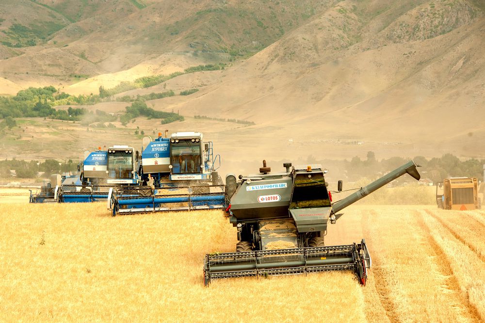 ەگىنگە وراق ءتۇستى