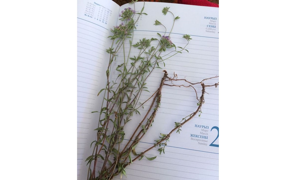 كيىكوتىنىڭ گ ۇلى 