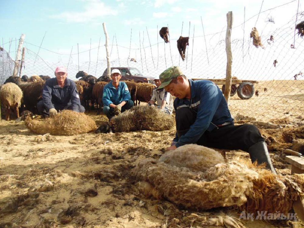 قوي تەرىسى دەمەڭىز...