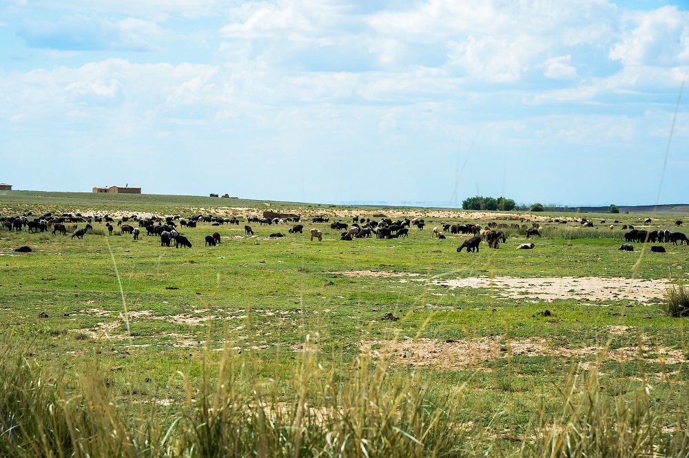 قىزىلوردادا اوك سالاسىندا 10 ينۆەستيتسيالىق جوبا جۇزەگە اسىرىلماق