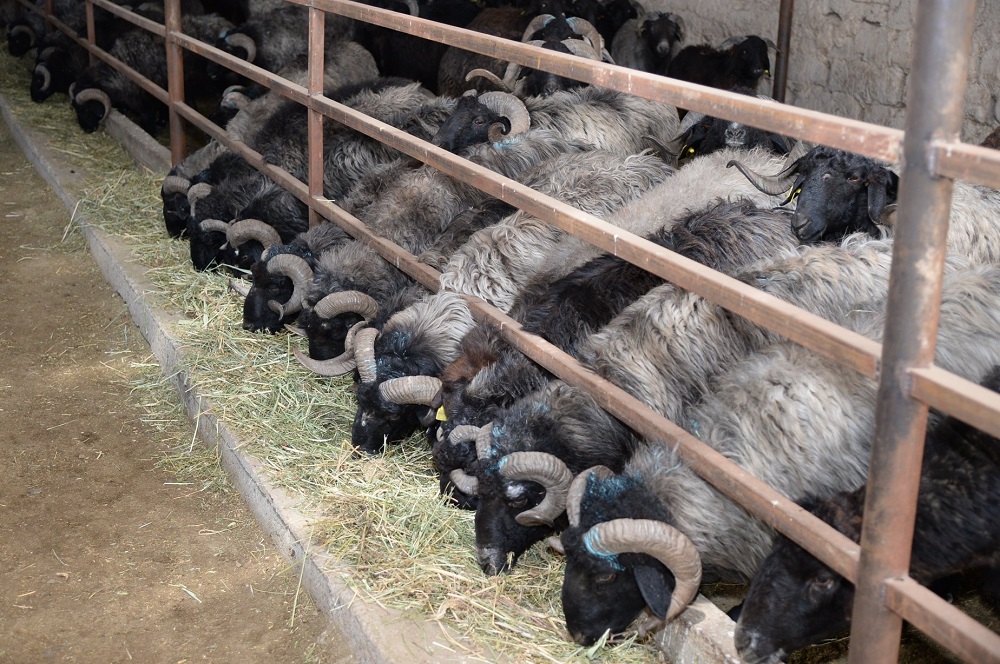 بيىل سىر وڭىرىندە ون ينۆەستيتسيالىق جوبا ىسكە اسادى