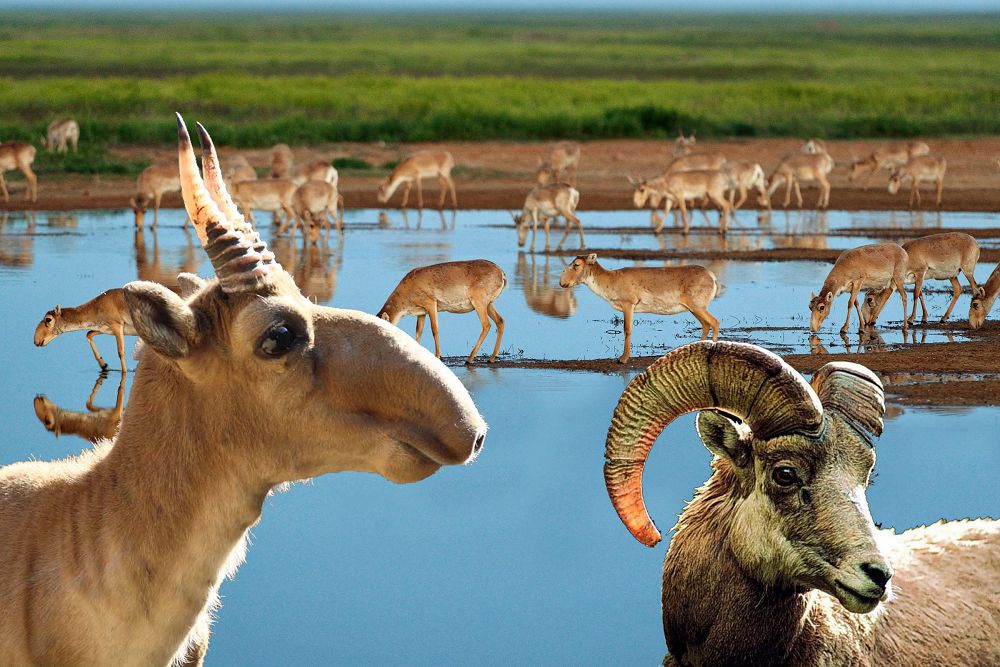 اڭ-قۇسىمىزعا دا اباي بولايىقشى...