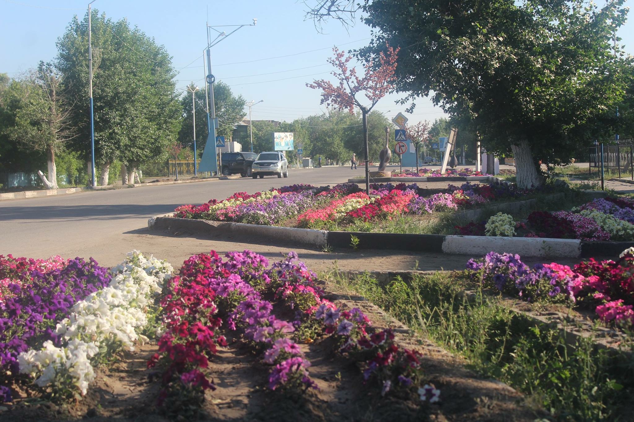 اياگوزگە 73 100 دانا گۇل ەگىلدى