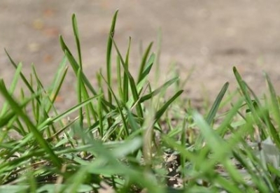 سولتۇستىك قازاقستاندا جەمشوپ قوسپاسىن دايىندايتىن ينننوۆاتسيالىق تسەح جۇمىس ىستەيدى