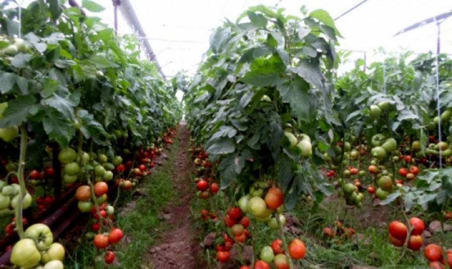 «شەلەك فەرمەرلەرى» جوباسى لوندوندا ۇزدىك الەۋمەتتىك باستاما رەتىندە تانىلدى