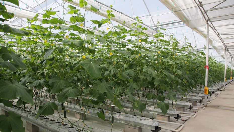 ماكينكا سەلوسىندا كاسىبىن ءتاپ-ءتاۋىر دوڭگەلەتىپ وتىرعان كونستانتين ۆيشنەۆ