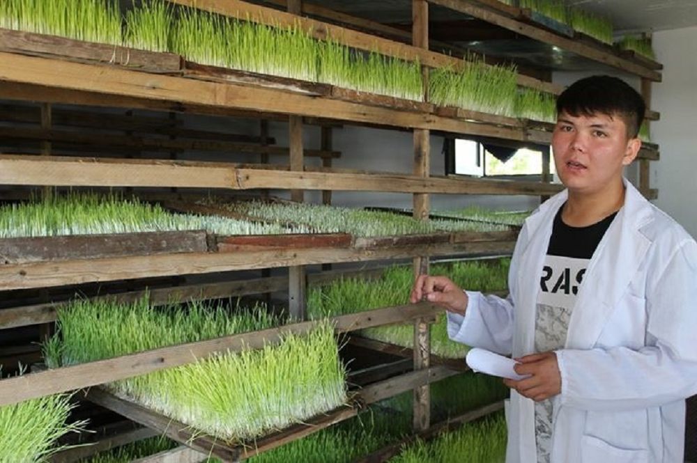 جاس عالىمنىڭ جاڭا جوباسى جاپپاي قولدانىسقا ەنە مە؟