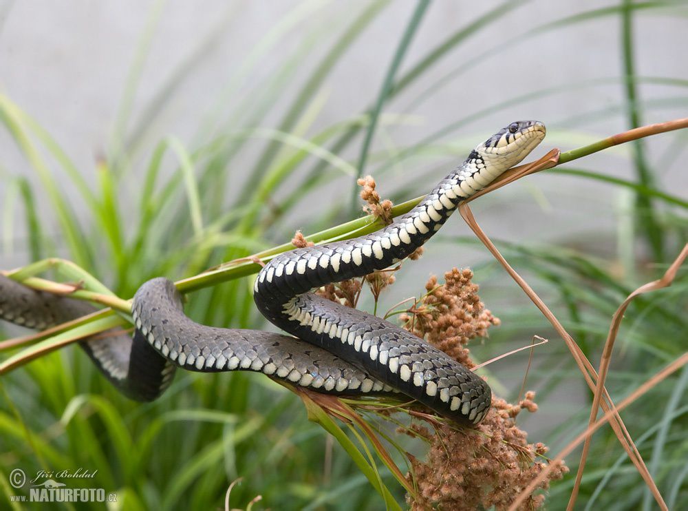 سارىباس جىلان شاقپايدى