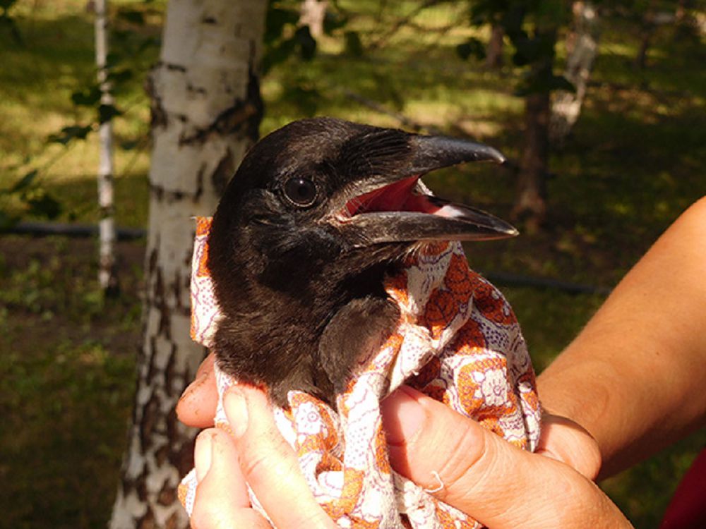 اجالى جوق الا قارعا