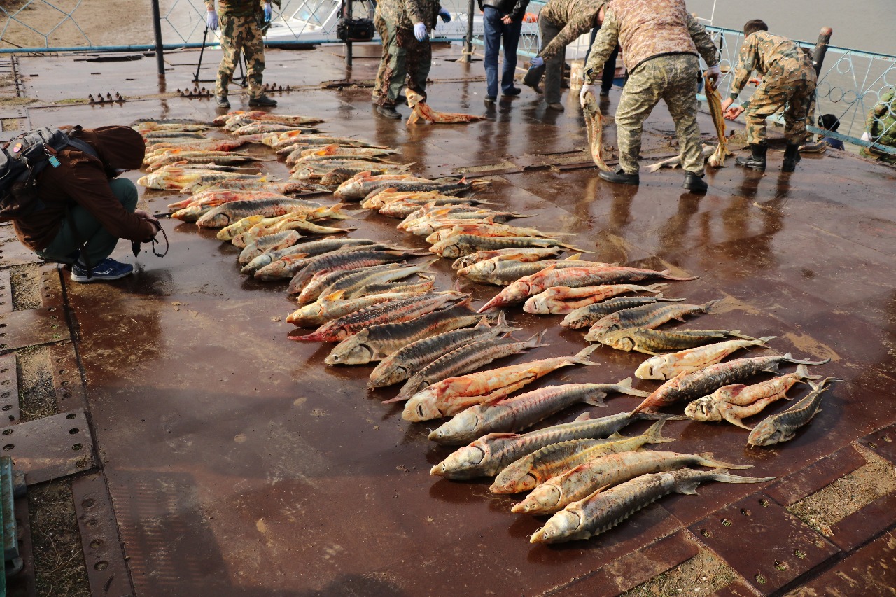 اتىراۋ وبلىسىندا براكونەرلەردەن ەكى جىلدا 600 -دەن استام كولىك قۇرالى تاركىلەندى