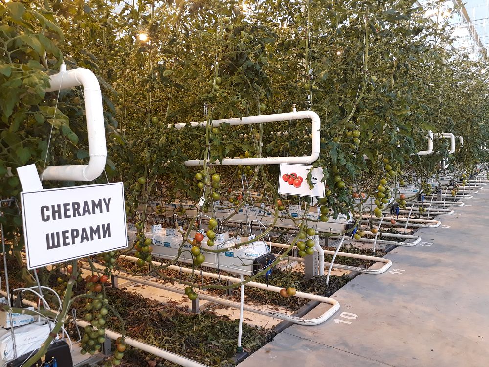 ەكىباستۇزداعى گرەس جانىنا گۇل مەن قىزاناق وسىرىلەدى
