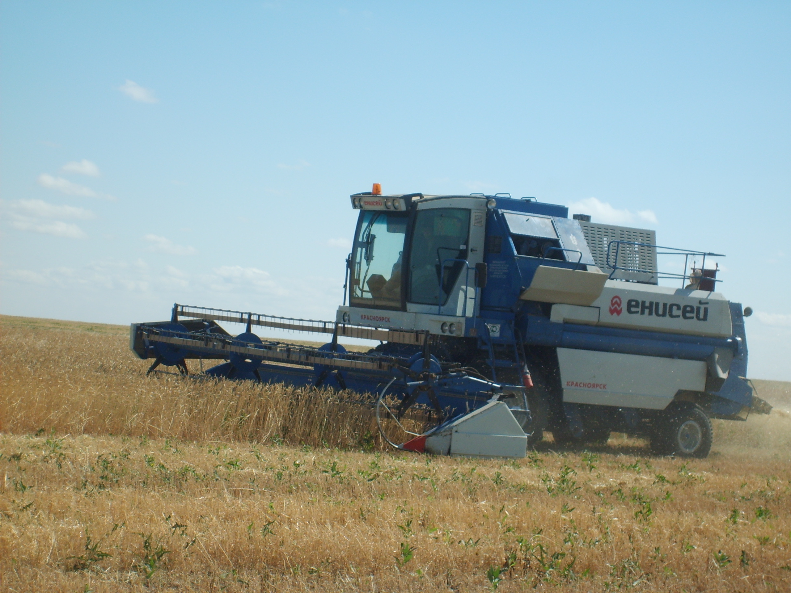 قوستانايلىق ديقانداردىڭ بيىلعى كەۋسەنى 5 ميلليون توننادان كەم بولمايدى
