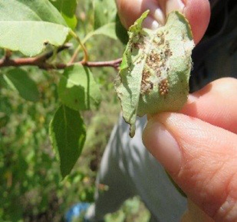 ەلوردا ورمانىن زيانكەستەردەن قالاي قورعايمىز؟