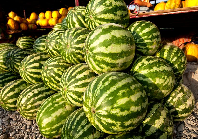 جايىلما ەلدى مەكەنى ديقاندارىنىڭ ءوسىرىپ جاتقان قاربىزىنىڭ داڭقى ورلەپ تۇر