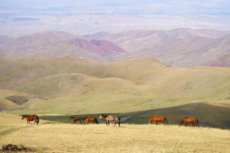 بۇقار جىرىنداعى بۇگىنگى تۇرپات