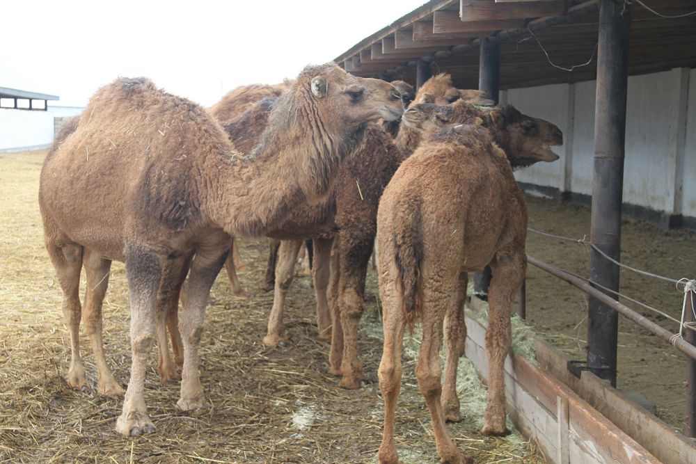 كووپەراتيۆ كۇش بىرىكتىرەدى