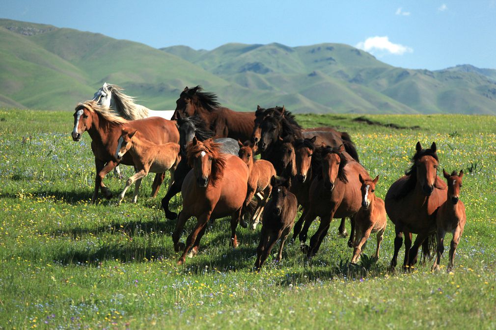 كوكقاسقانىڭ شاتقالى