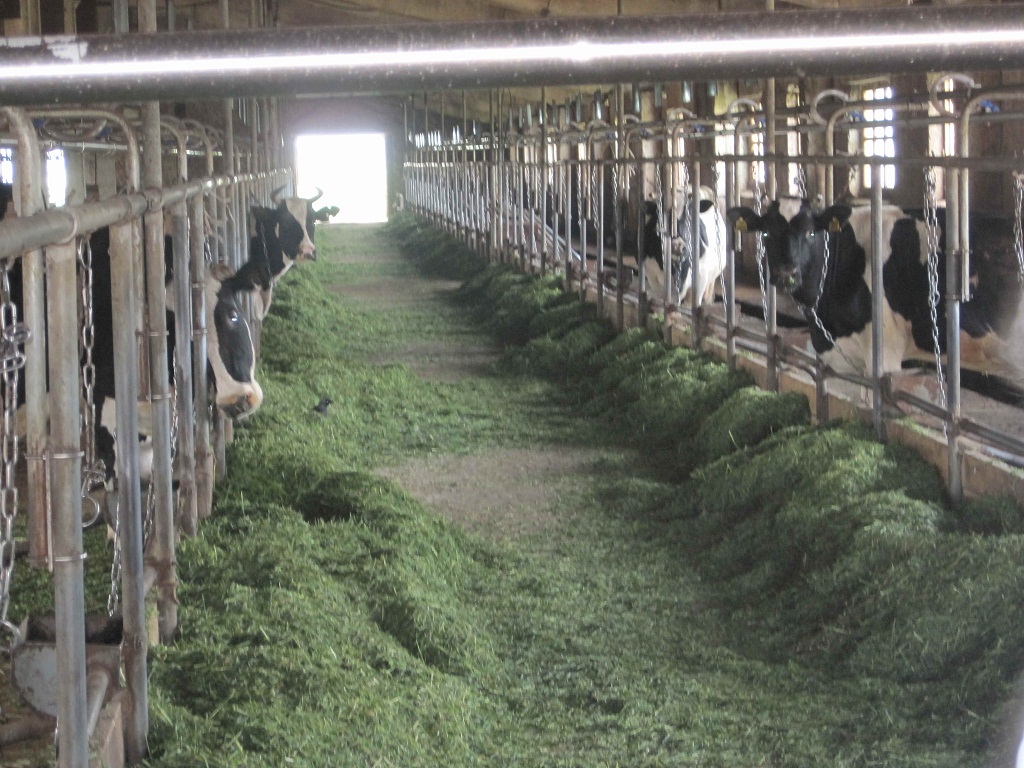 جايىلعان مالدىڭ ەتى ءدامدى دە قۇنارلى – دەيدى زووتەحنيك-مامان تۇگەل مانبەتجان