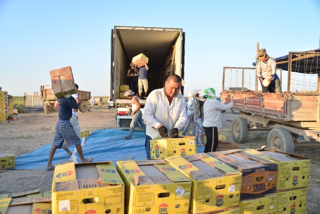 وتىراردا استىق كولەمى ەكى ەسەگە ارتتى