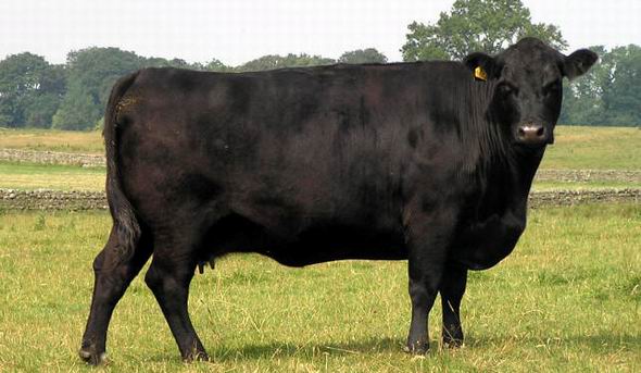 انگۋستىڭ جاپپاي قىرىلۋىنىڭ سىرى نەدە؟
