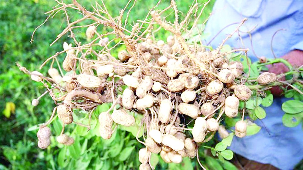 جامبىلدا جەرجاڭعاق وسەدى