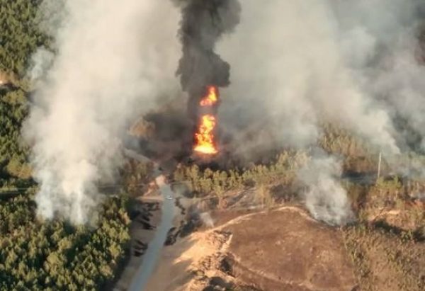 كاليفورنيادا ورمان ءورتى ءورشىدى