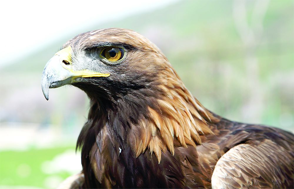 قيادا قالىقتاعان سوقىر قىران