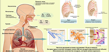 جۇقپالى اۋرۋلار بويىنشا جاعداي تۇراقتى