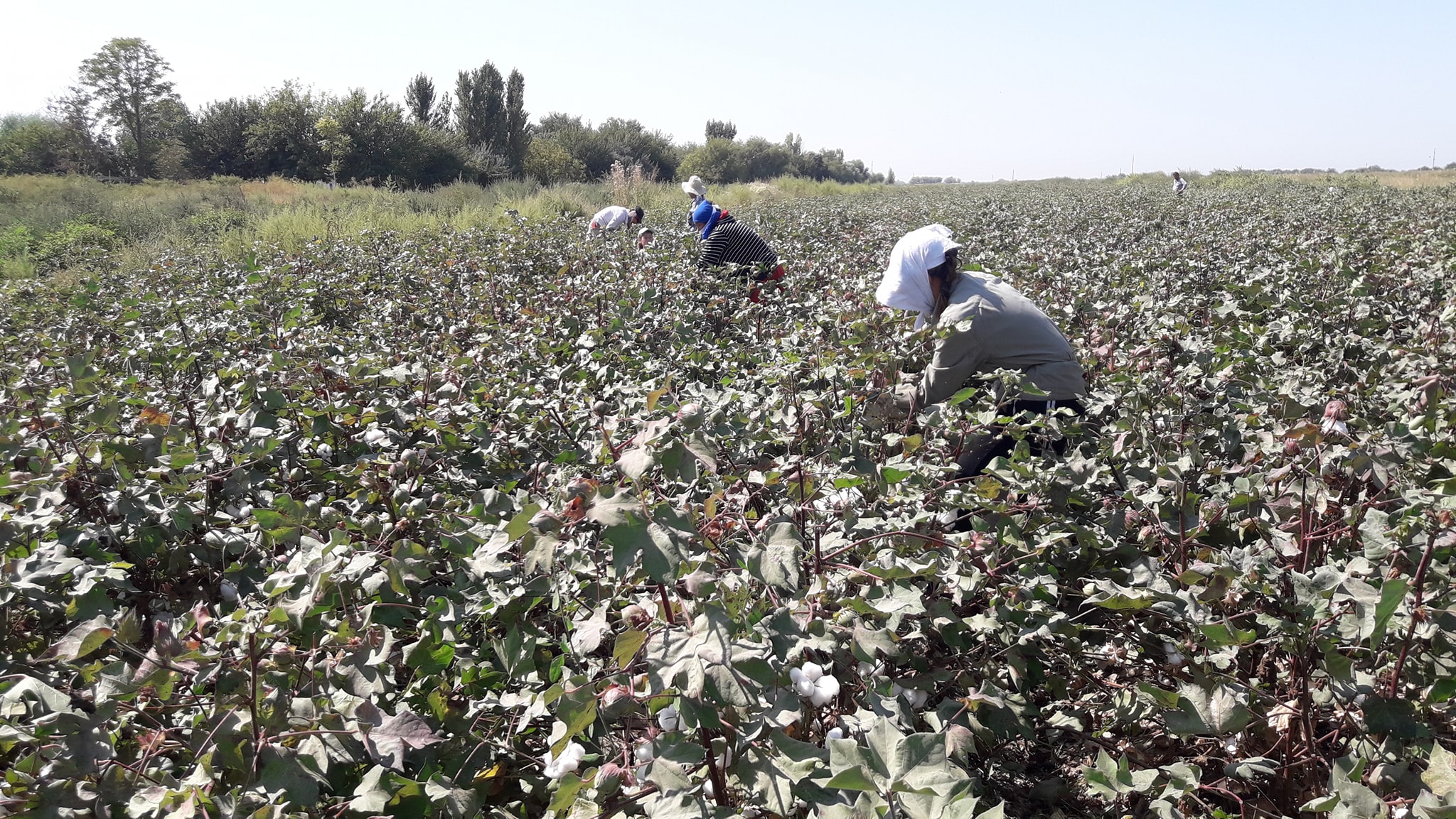 تۇركىستان وبلىسىندا ماقتا تەرىمى باستالدى