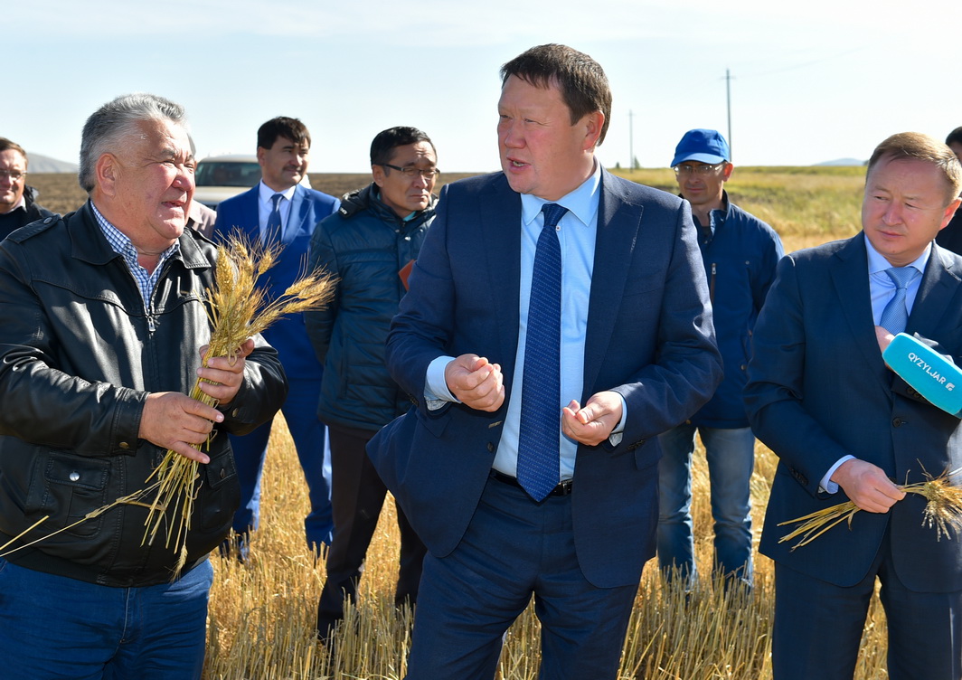 سولتۇستىك قازاقستاندا بيداي ونىمدىلىگىنىڭ جاڭا رەكوردى تىركەلدى