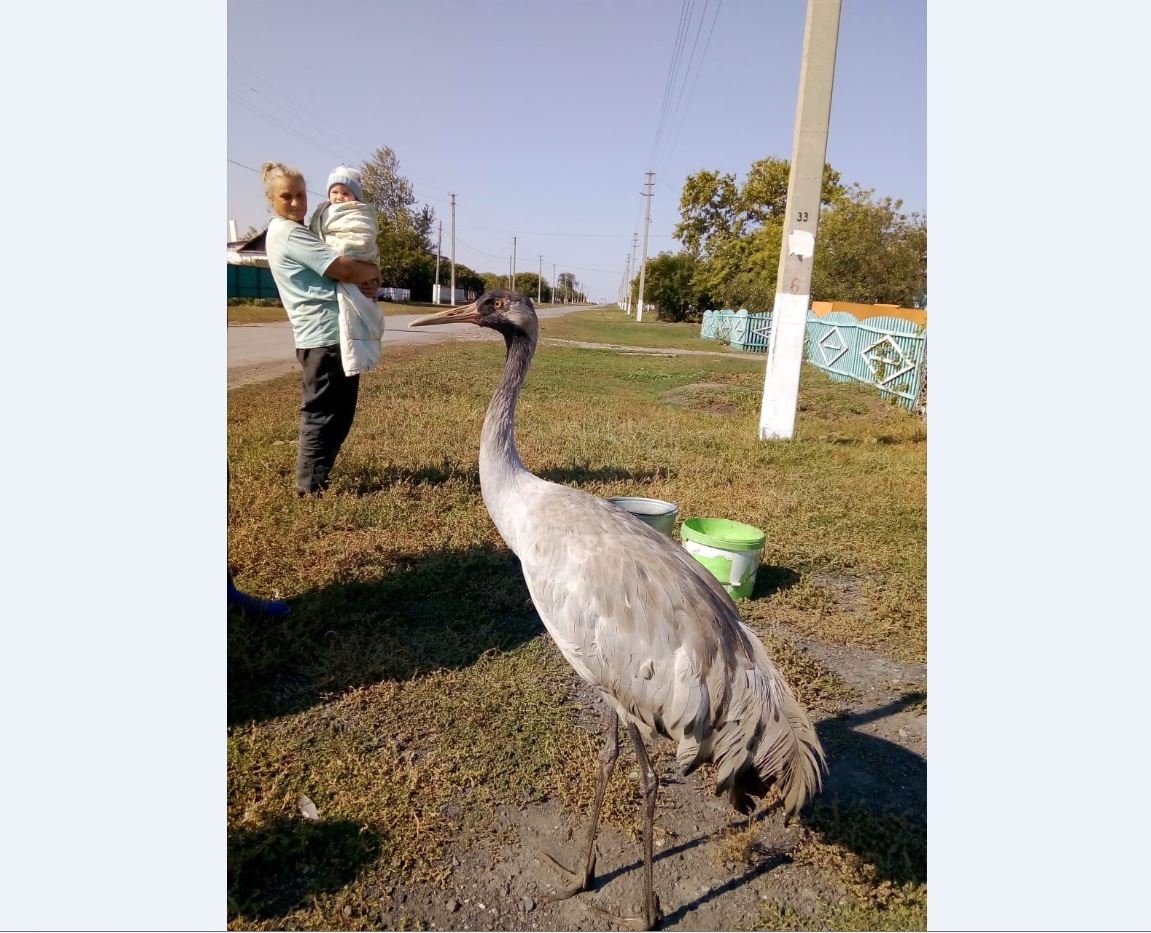 قوستاناي وبلىسىندا اداسقان تىرنا اڭشىلىق شارۋاشىلىعىنا تاپسىرىلدى