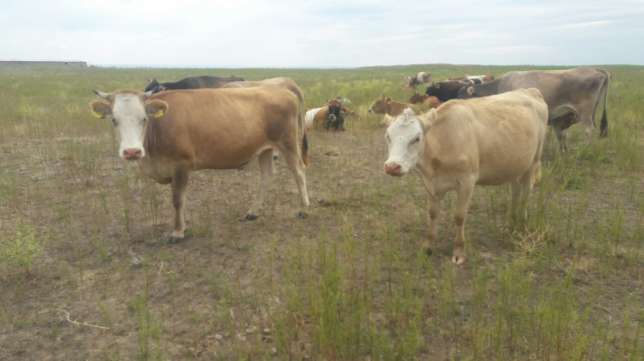 كاتونقاراعاي اۋدانى تۇرعىنىنىڭ ءسىبىر جاراسىنان كوز جۇمعانى راستالدى